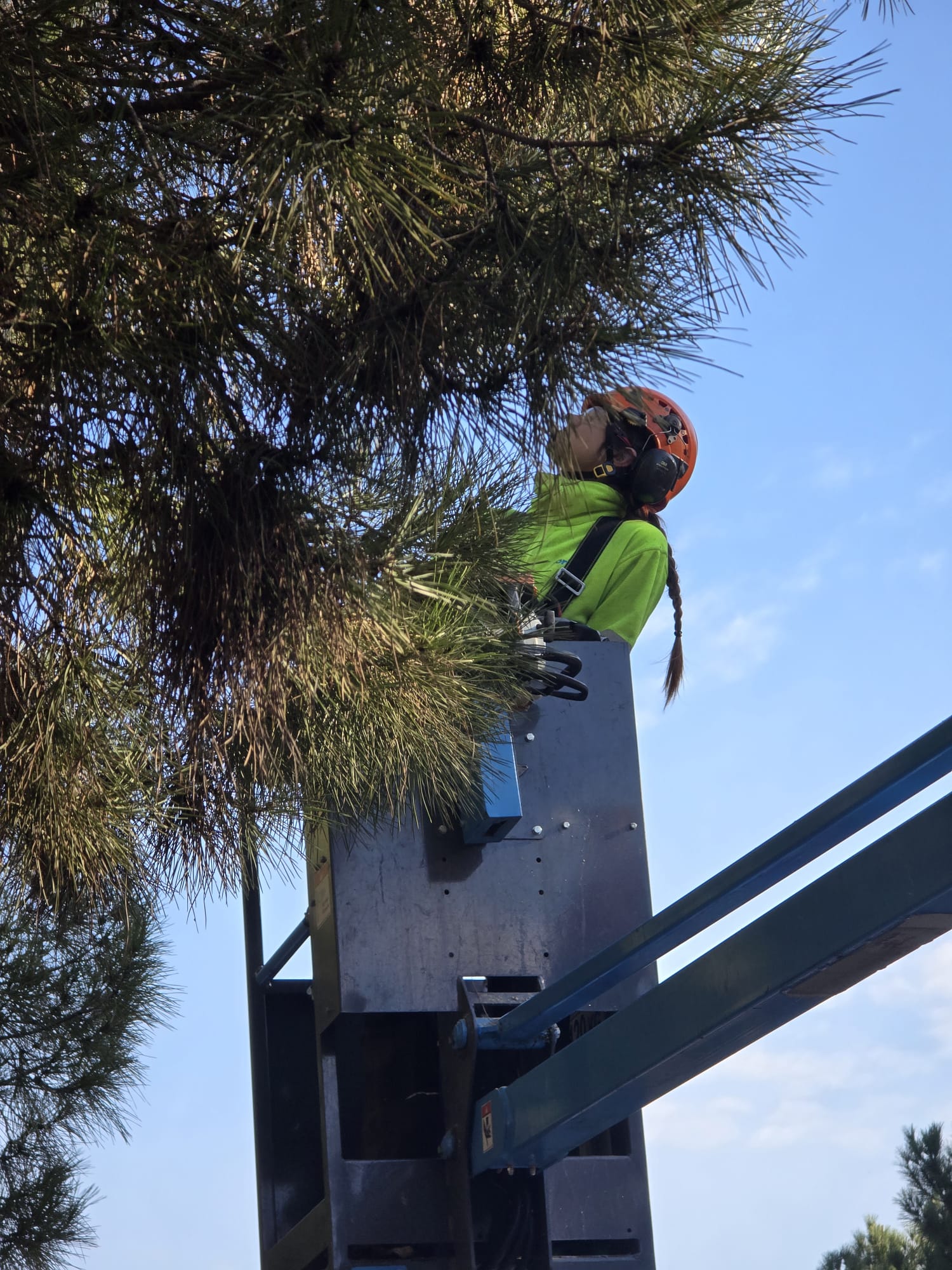Imatge de la notícia: L’Ajuntament reforça el control de la processionària del pi a Sant Andreu de la Barca